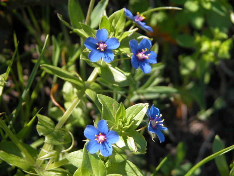 Lysimachia (=Anagallis) arvensis